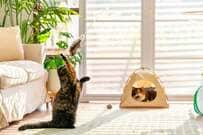 猫と暮らす家具選びの基本｜インテリアと両立させる考え方・注意点