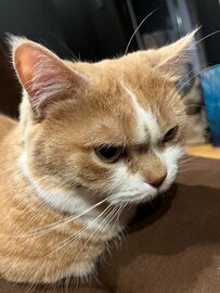 「ご立腹ですか...」険し～い〈寝起き顔〉の猫ちゃん　寝顔とのギャップに思わず大爆笑