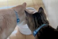 【まるで人間みたい】猫にご飯ドッキリを仕掛けると→まさかの結果に思わず笑ってしまう