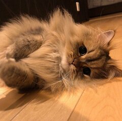 【お疲れ様です】フワフワ・クリクリお目めの美猫　「見回り」を頑張る姿が可愛すぎて悶絶