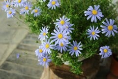 【寄せ植えガーデニング】いま咲きごろの「ブルーデージー」がキュート！隣に植えたい植物3選