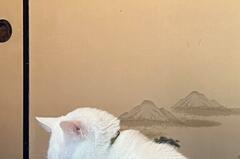 「力の限りブチギレ」身代わりを置いて行った飼い主に怒る猫