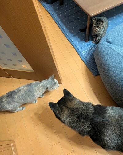 もう1匹の同居猫ちゃんも一緒