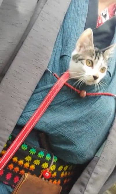 青い着物から顔を出す猫ちゃん
