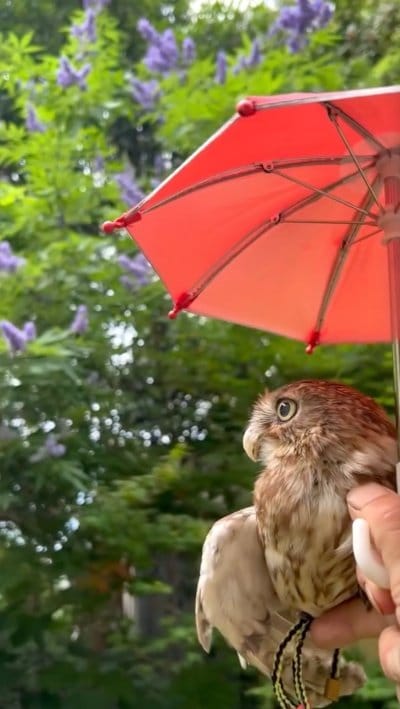 投稿動画のワンシーン