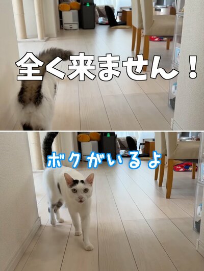 自ら出てきたチロくん