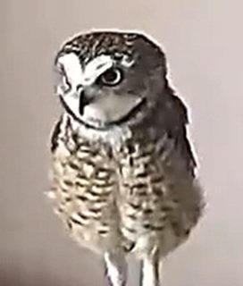 投稿動画のワンシーン