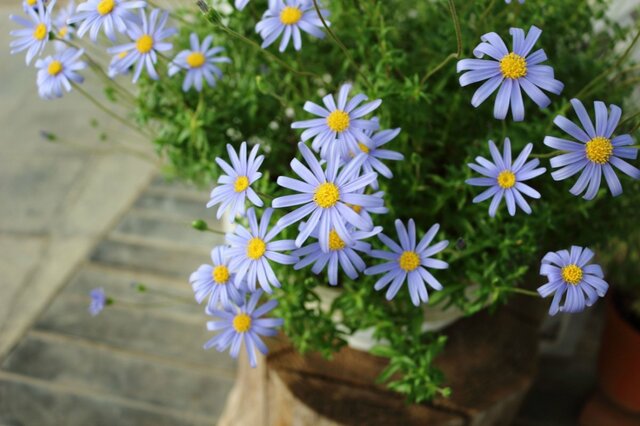 【寄せ植えガーデニング】いま咲きごろの「ブルーデージー」がキュート！隣に植えたい植物3選