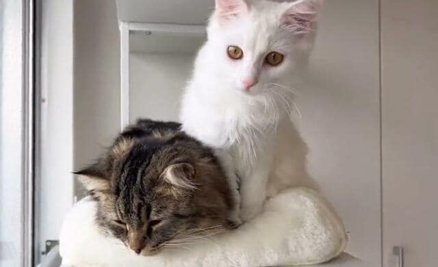 可愛すぎる強行突破　兄貴越えした元捨て猫さんの甘え姿に悶絶
