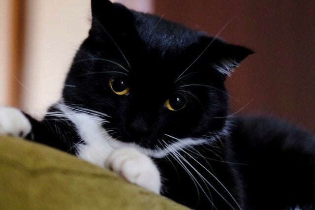 【2万6000いいね】最強にかわいい猫さんが衝撃の姿に…？！「変身能力があるな」の声