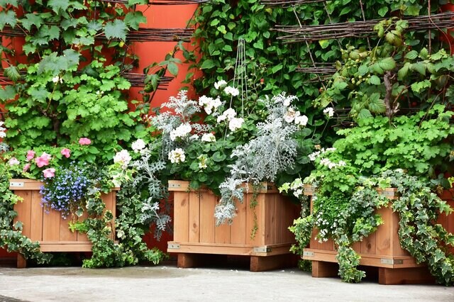 【観葉植物の寄せ植え】基本の作り方と失敗しないコツを解説