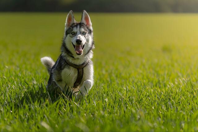 ハスキー犬の「この世で一番嫌いなもの」に思わず爆笑！予想外の“抱っこ姿”が話題