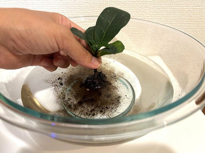 フィカスの根についた土を落としていきます