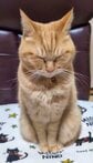 ぴんと座っていた猫が、前足をしまい込んで「おててないない」…まんまるに変わる瞬間を捉えた動画