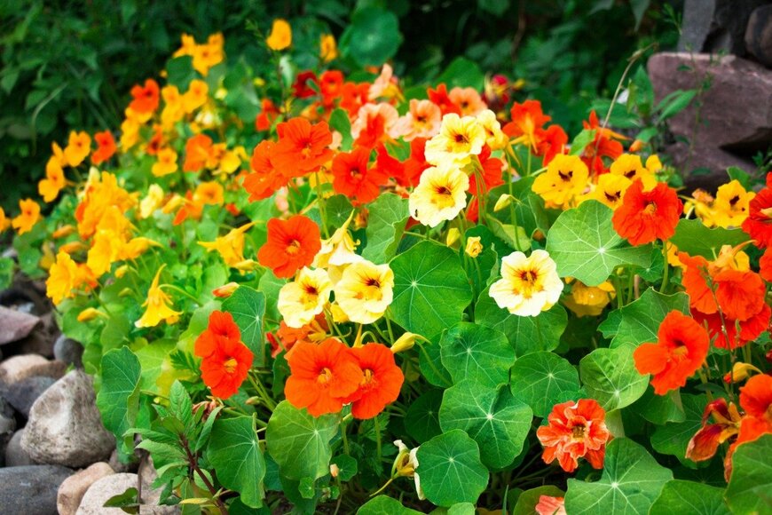 ナスタチウム　　　Алексей Руденко/istockphoto.com