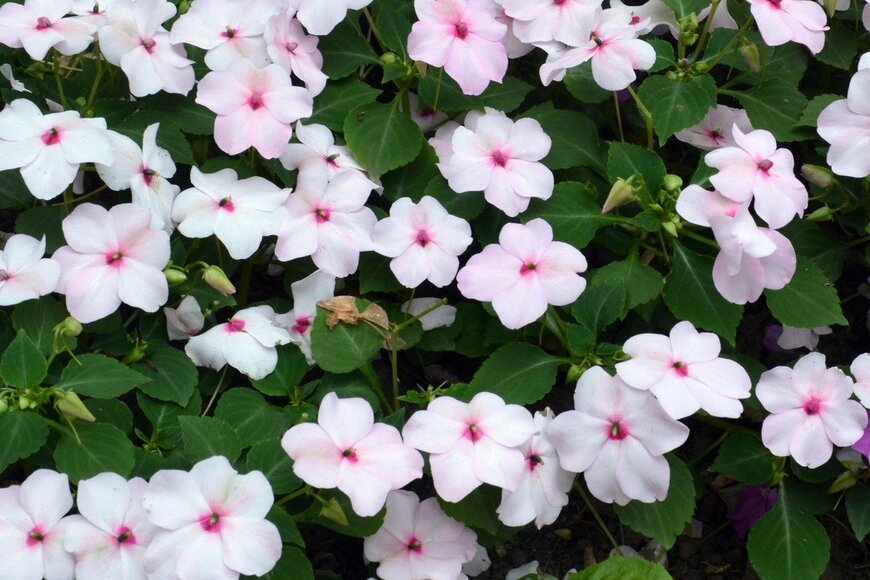 Tatiana Terekhina/istockphoto.com