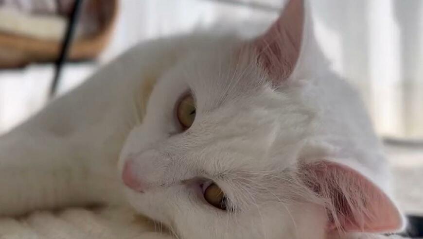 出所：@meltube_cat