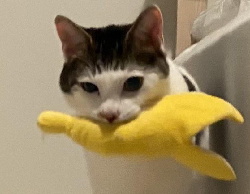 出所：@Saeroyi_cat