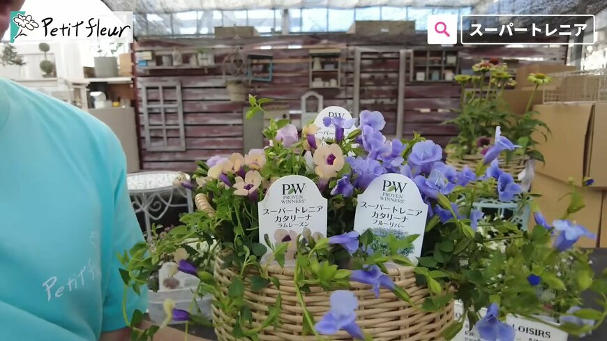 園芸のプロが教える！ 「夏に強く秋までずっと花が咲く」多年草3選。冬越し可能で毎年楽しめます