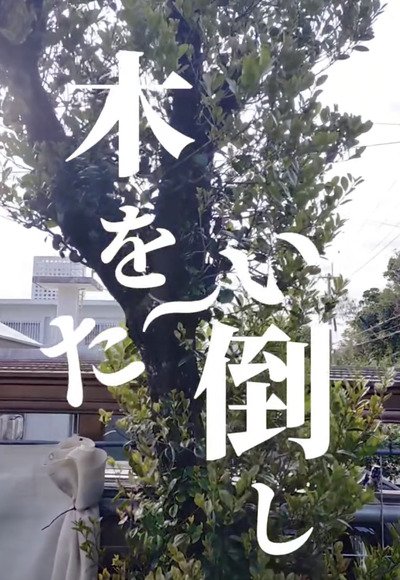 成長しすぎた〈庭の丈夫な黒木〉を…電動のこぎりで半分に伐採！「3か所の切り込み」の入れ方がミソ