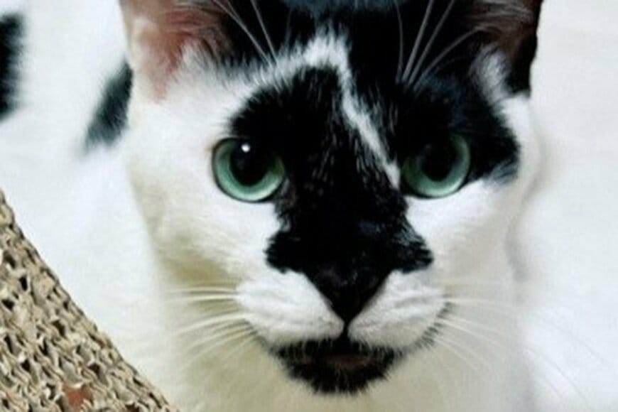 童心に帰ったような表情を見せる猫　「まさかのいたずら」に思わず目を疑う