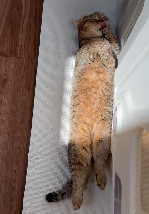 出所：@ponpokopontanu