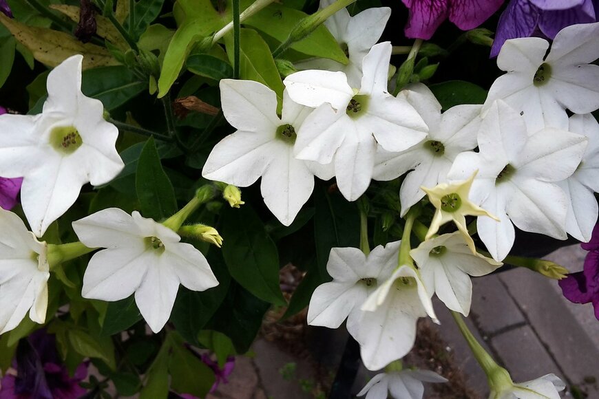 Gabriela Beres/shutterstock.com