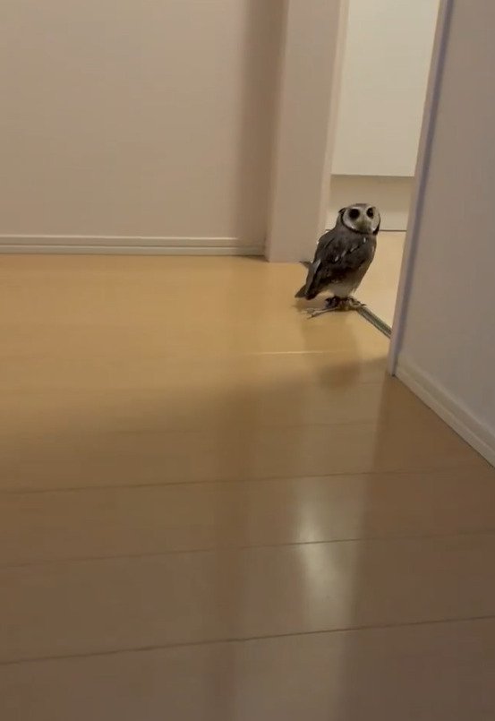 出所：@purinon2929k