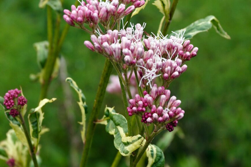 Nancy J. Ondra/shutterstock.com