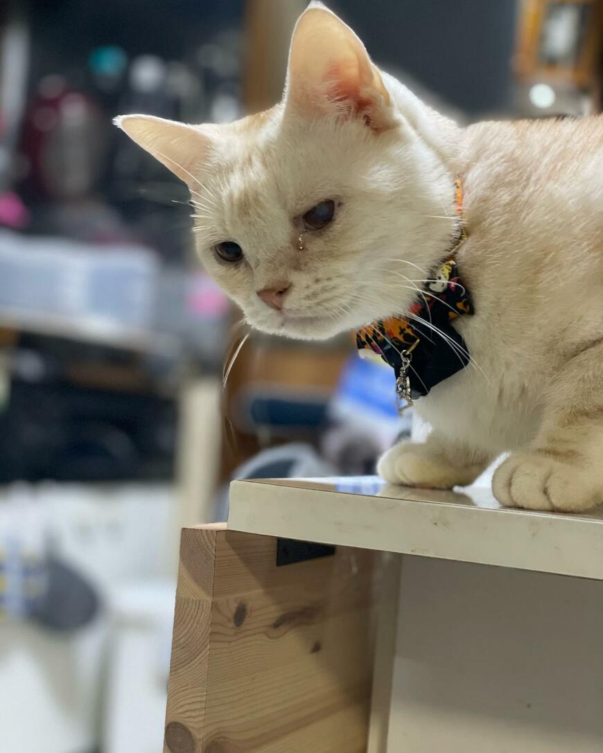 出所：@mimitti0930