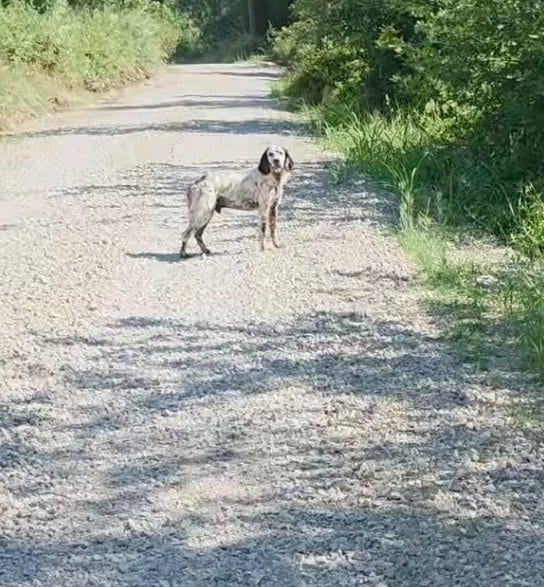 重度の皮膚疾患を患い1匹でさまよっていた「元飼い犬」を保護　治療を受けながら新たな生活を送る姿に胸が熱くなる
