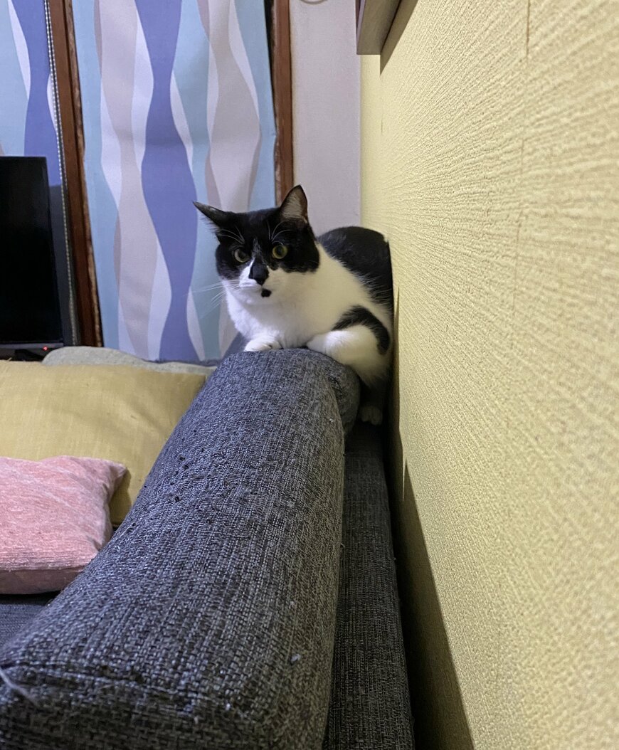 出所：@00shitemita