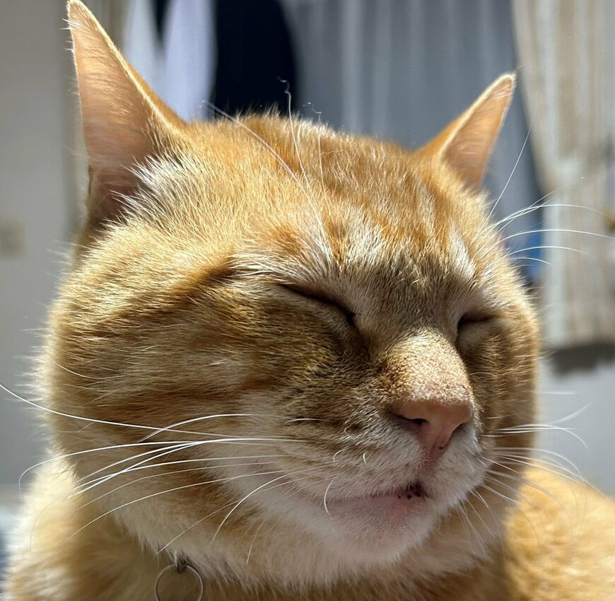 出所：@Beercat_Ana_Dar