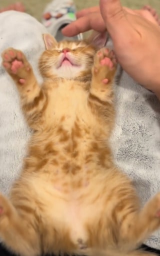 「お腹だしてゴロン～」甘えん坊な妹猫に、やきもちを焼く姉猫、両方可愛くて悶絶！