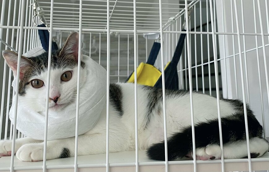 出所：@Saeroyi_cat