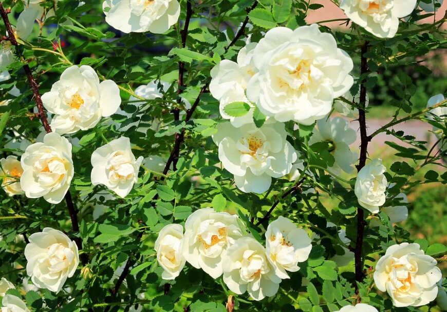 ElenaPiv/shutterstock.com