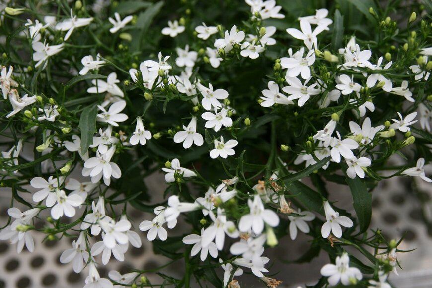 Reut MG/Shutterstock.com