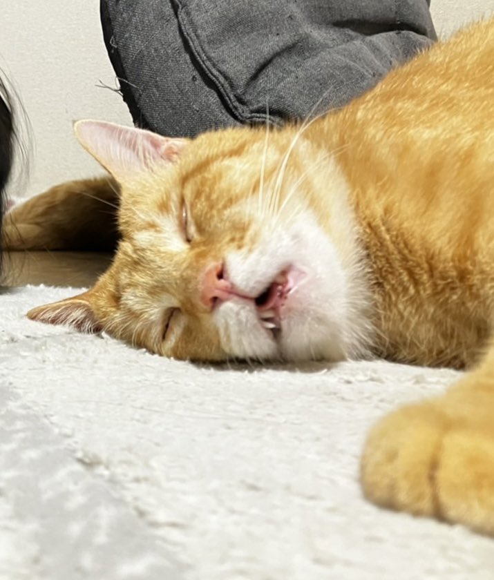 出所：@Beercat_Ana_Dar