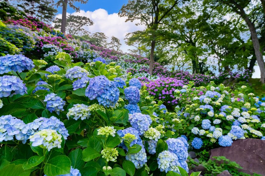 Princess_Anmitsu/shutterstock.com