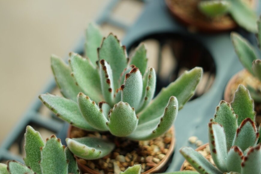 Jiwan02/shutterstock.com