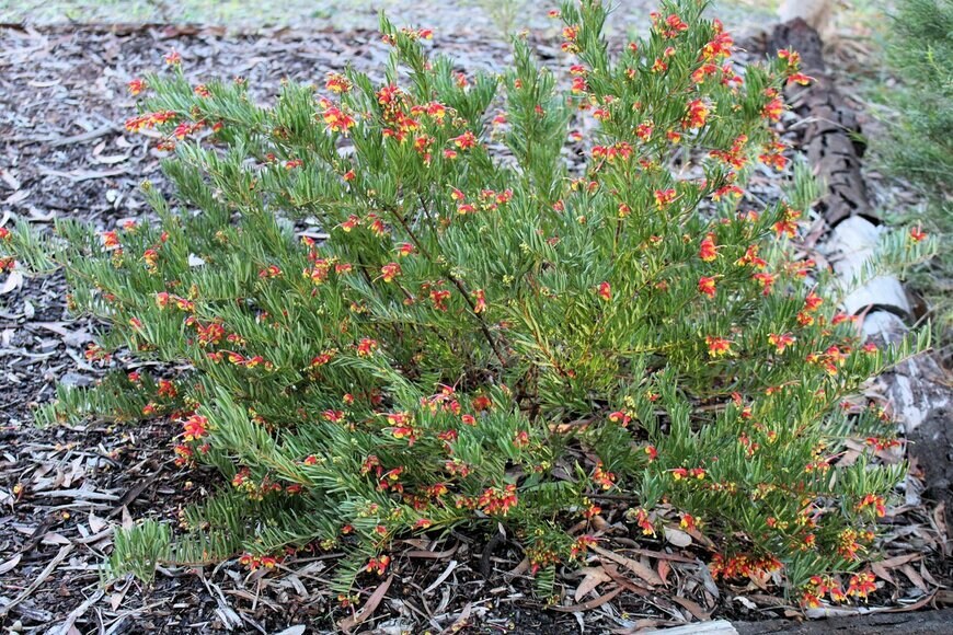 Wattlebird/Shutterstock.com