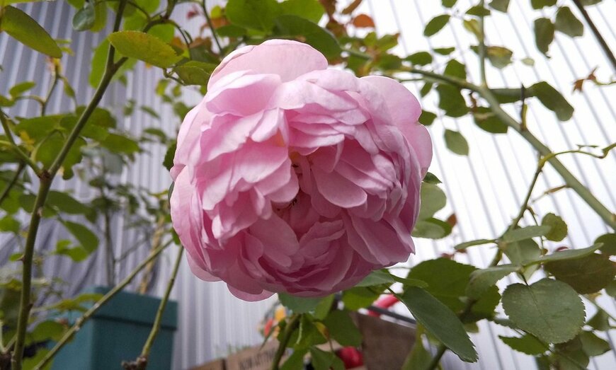 イングリッシュローズのチャールズレニーマッキントッシュ（LIMO編集部）