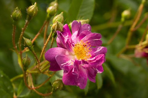 A.Luna/shutterstock.com