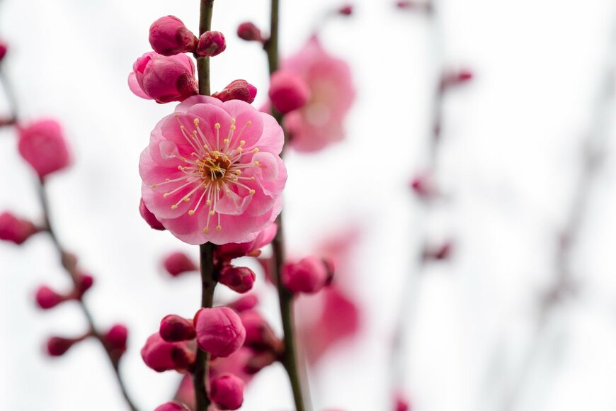 ruiruito/Shutterstock.com