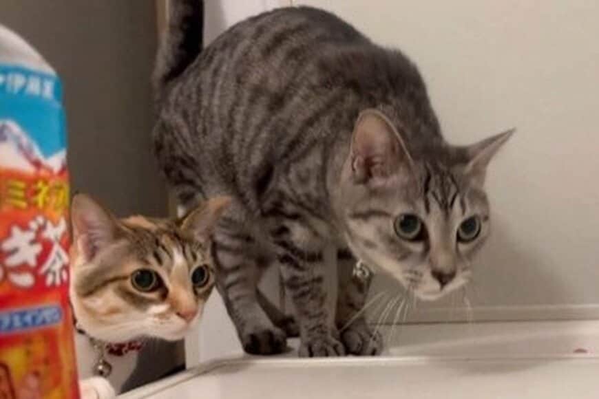 「お前、正気か？」長風呂するとやって来る兄妹猫　まさかの行動に思わずホッコリ「優しくてかわいい」