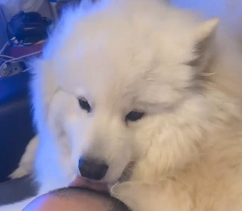 出所：@samoedsoran