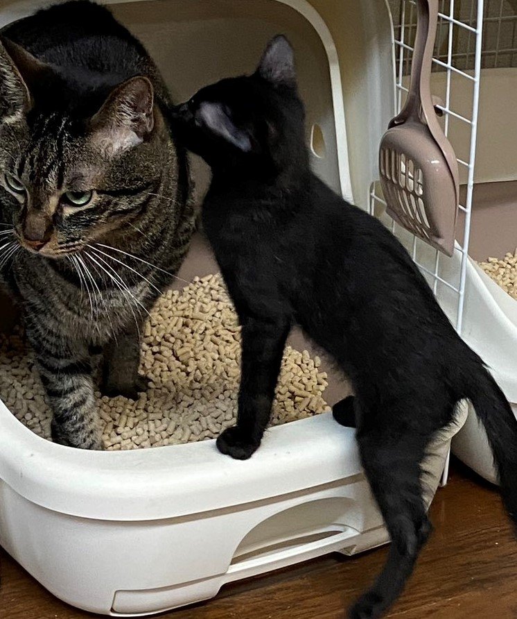 出所：@00shitemita