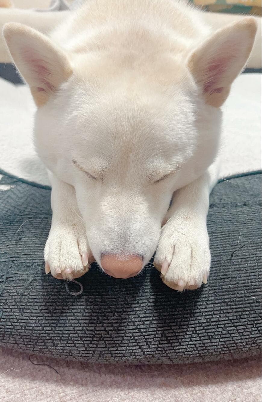 出所：@sibainuFuku_Nya