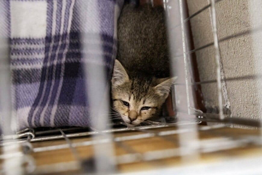 「この世の全てを恨んでいた」保護猫を施設から引き取り13年　現在の姿に思わず心が温まる