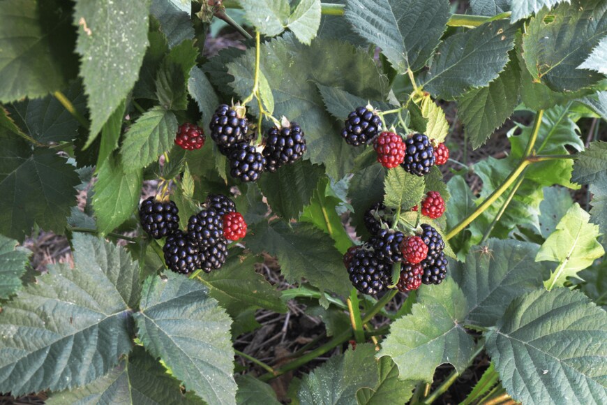 tumanov1963/istockphoto.com